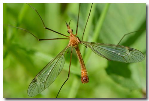 Réf. 198 644 : Tipula sp.