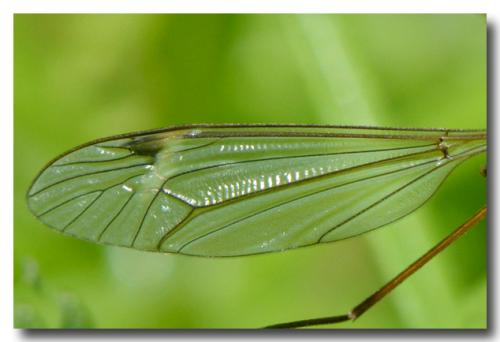 Tipula sp.
