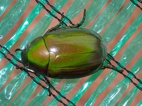 Anomala sp.