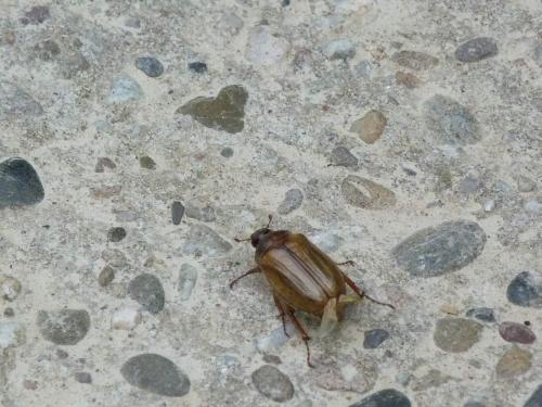 Amphimallon solstitiale