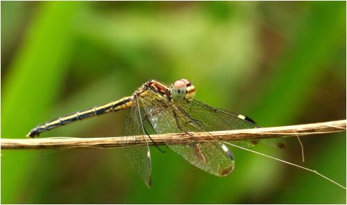 Hemistigma albipunctum