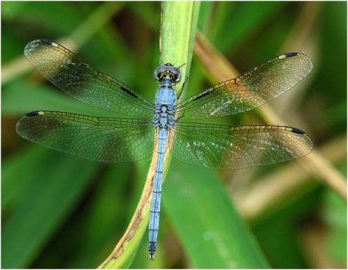 Hemistigma albipunctum