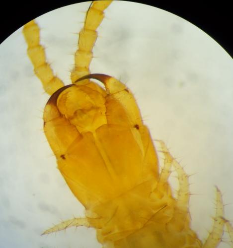 Hydroschendyla submarina