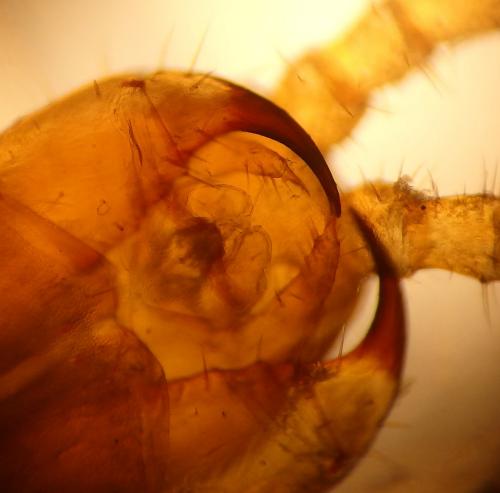 Hydroschendyla submarina