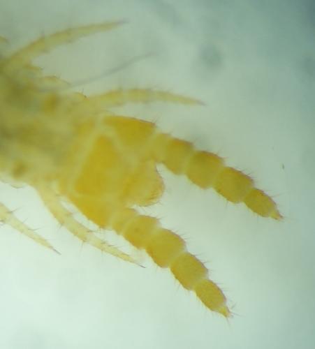 Hydroschendyla submarina