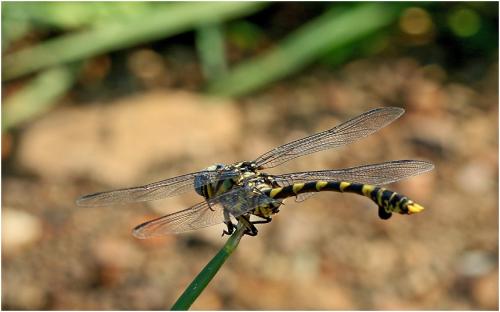 Ictinogomphus ferox