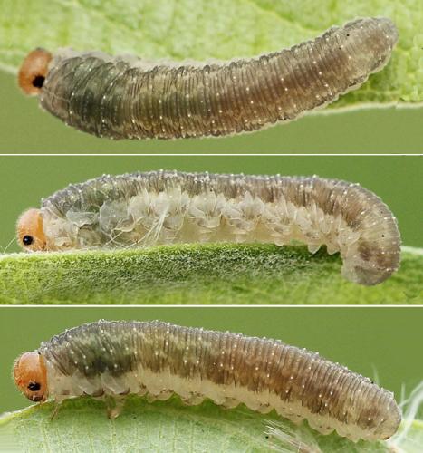Empria immersa