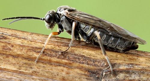 Empria immersa