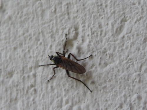 Empis tessellata