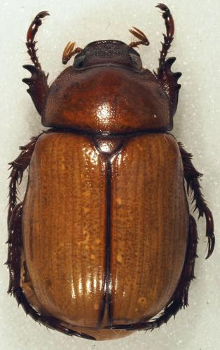 Anomala sp.