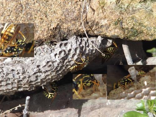Polistes dominula