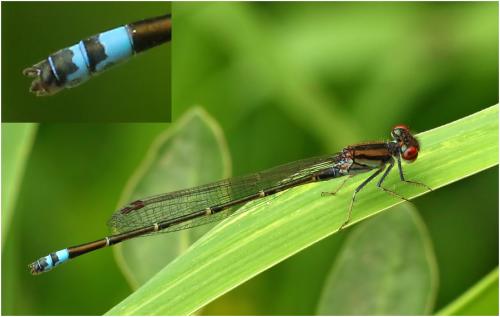 Réf. 198 817 : Pseudagrion hamoni