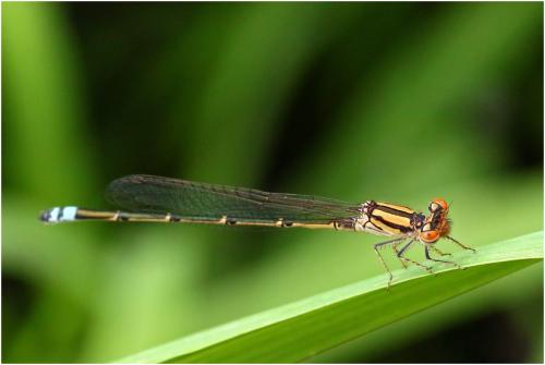 Réf. 198 816 : Pseudagrion hamoni