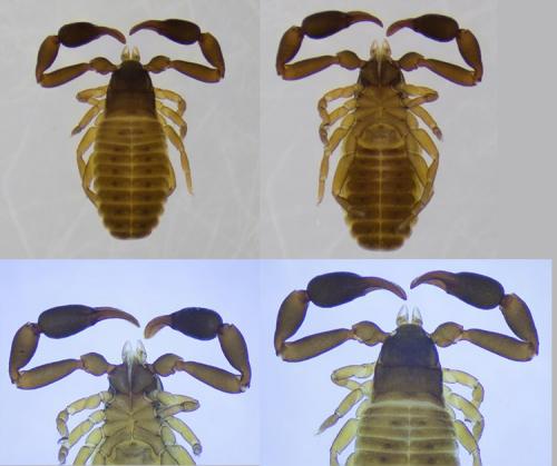 Dactylochelifer latreillii