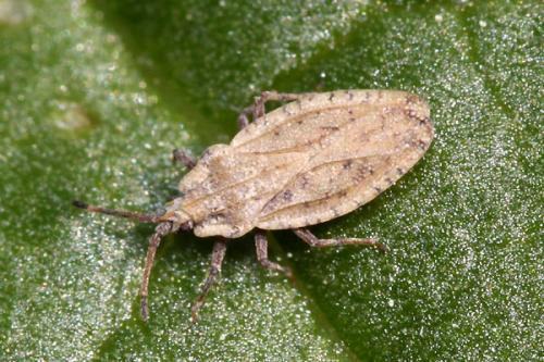 Réf. 198 991 : Tingis auriculata