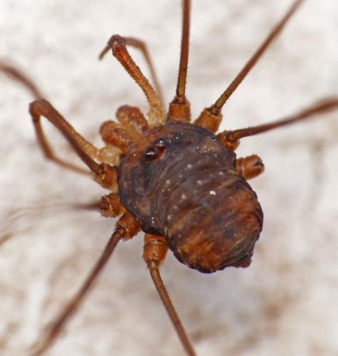 Réf. 198 208 : Dicranopalpus ramosus