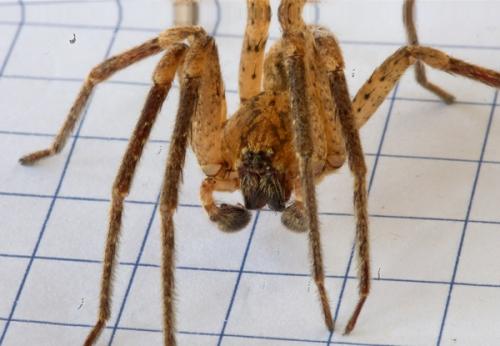 Zoropsis spinimana