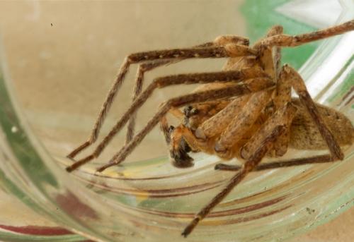 Zoropsis spinimana