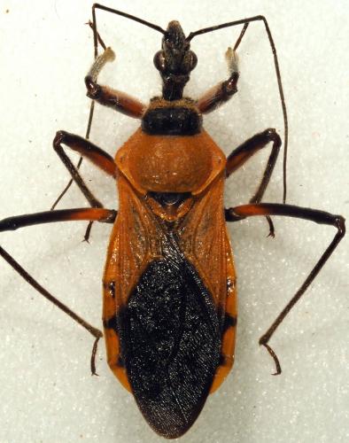 Réf. 198 894 : Rhynocoris sp.