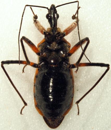 Réf. 198 895 : Rhynocoris sp.