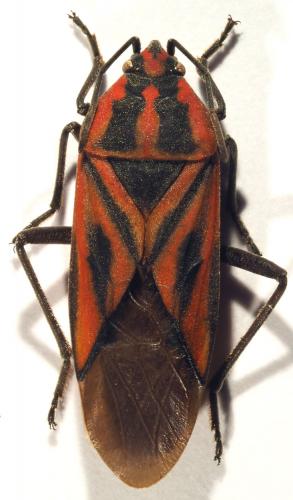 Réf. 198 004 : Spilostethus rivularis
