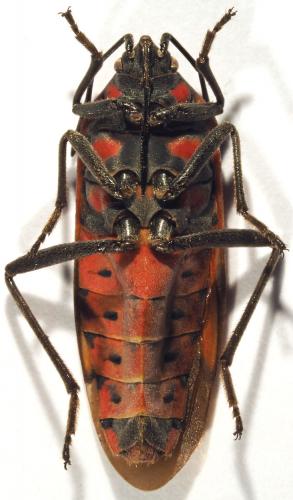 Réf. 198 005 : Spilostethus rivularis