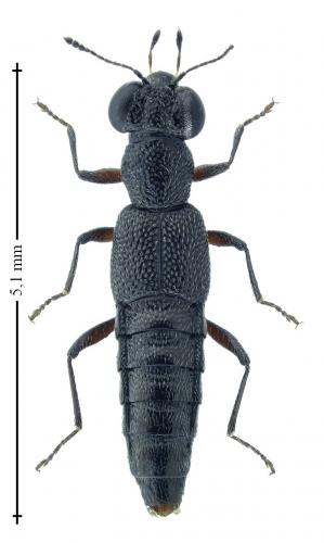 Stenus fuscicornis