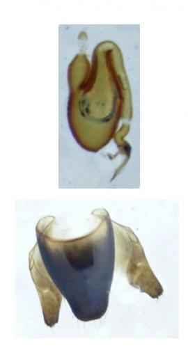 Stenus fuscicornis