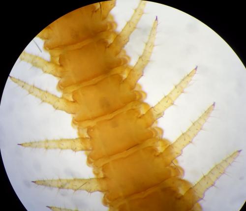 Hydroschendyla submarina