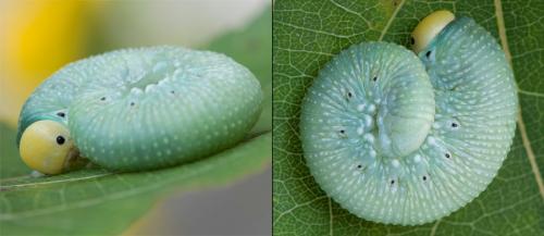 Réf. 198 133 : Trichiosoma sylvaticum