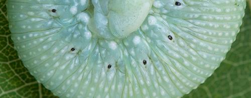 Réf. 198 134 : Trichiosoma sylvaticum
