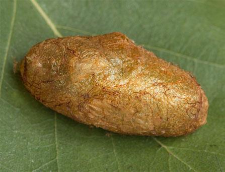 Réf. 198 136 : Trichiosoma sylvaticum
