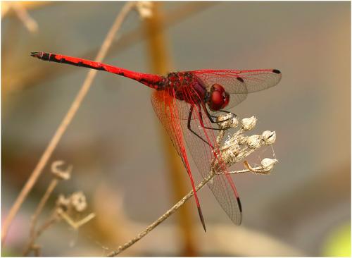 Réf. 198 967 : Trithemis arteriosa