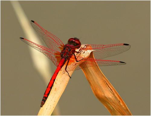 Réf. 198 966 : Trithemis arteriosa