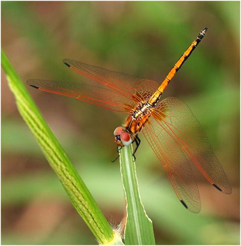 Réf. 198 965 : Trithemis arteriosa