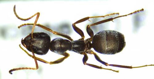 Formica selysi