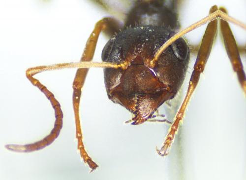 Formica selysi