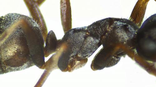 Formica selysi