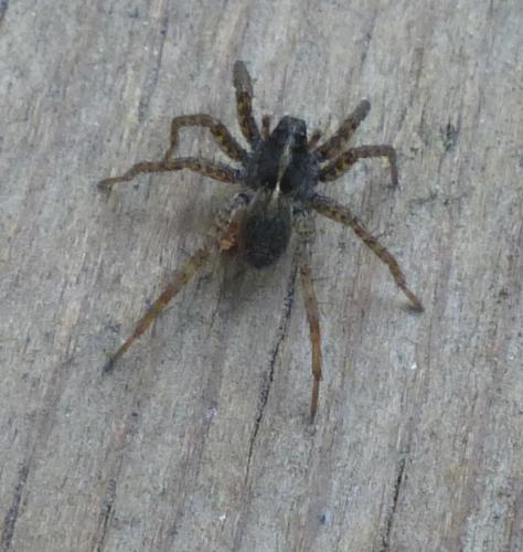 Pardosa sp.