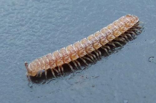 Polydesmus sp.