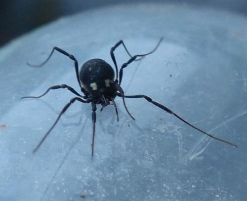 Nemastoma bimaculatum