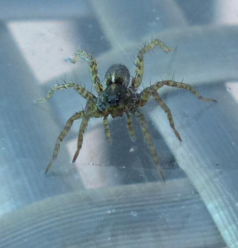 Pardosa sp.