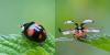 Harmonia axyridis