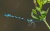 Coenagrion mercuriale