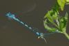 Coenagrion mercuriale