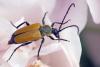 Stictoleptura fulva