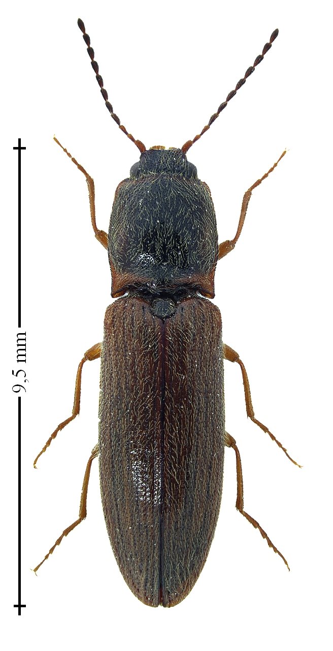 David Ignace - Athous (Haplathous) subfuscus - réf. 198388 (656 x 1280 pixels, 127 ko)