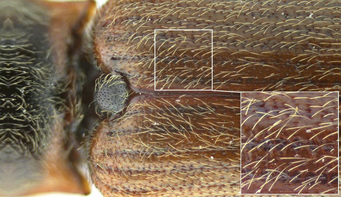 David Ignace - Athous (Haplathous) subfuscus - réf. 198501 (1180 x 684 pixels, 200 ko)