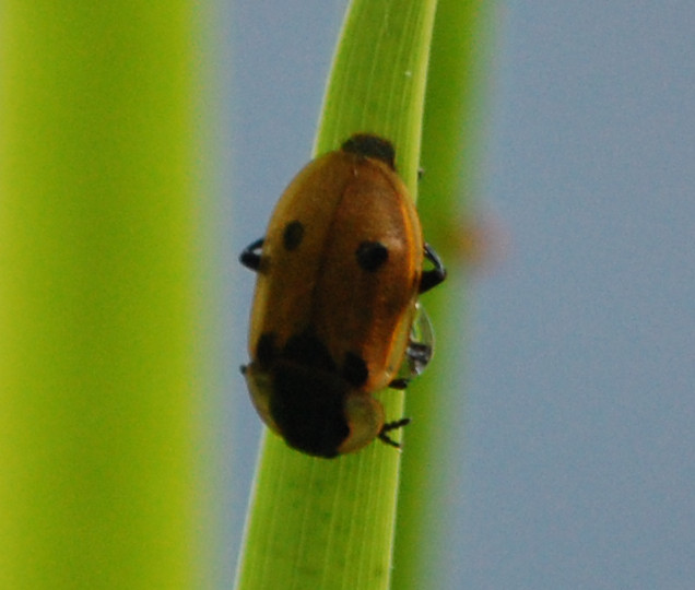Faunedelaisne - Dendroxena quadrimaculata - réf. 198591 (636 x 540 pixels, 61 ko)