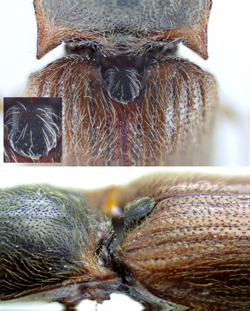 David Ignace - Athous (Haplathous) subfuscus - réf. 198458 (804 x 1000 pixels, 202 ko)